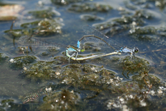 Paracercion calamorum calamorum