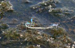 Paracercion calamorum calamorum