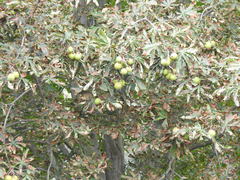 Aesculus hippocastanum