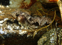 Nautichthys oculofasciatus