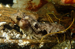 Nautichthys oculofasciatus