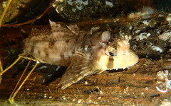 Nautichthys oculofasciatus