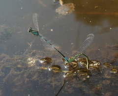Coenagrion lanceolatum
