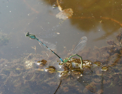 Coenagrion lanceolatum