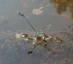 Coenagrion lanceolatum