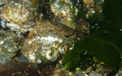 Hexagrammos stelleri
