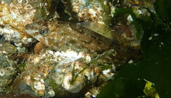 Hexagrammos stelleri