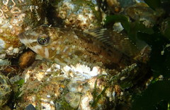 Hexagrammos stelleri