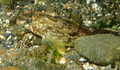 Hexagrammos stelleri