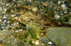 Hexagrammos stelleri