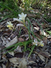 Freesia leichtlinii