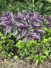 Strobilanthes auriculata dyeriana