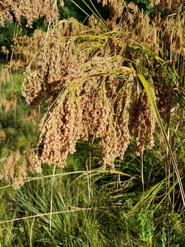 woolgrass