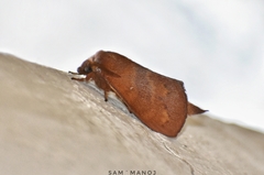 Dendrolimus punctata