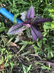 Strobilanthes auriculata dyeriana