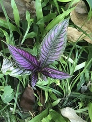 Strobilanthes auriculata dyeriana