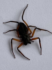 Platyoides walteri