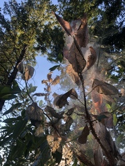 Malacosoma constricta