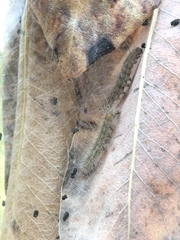 Malacosoma constricta