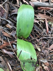 Haemanthus