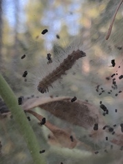 Malacosoma constricta