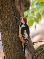 Dendrocoptes medius