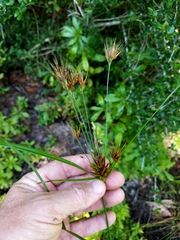 Rhynchospora macrostachya