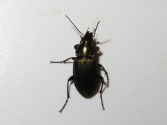 Poecilus cupreus