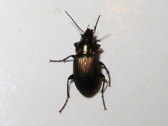 Poecilus cupreus
