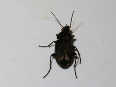 Poecilus cupreus