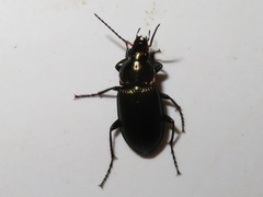 Poecilus cupreus