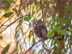 Coccothraustes coccothraustes