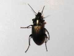 Poecilus cupreus