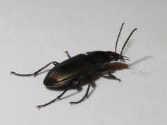 Poecilus cupreus
