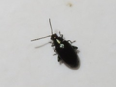 Phyllotreta nigripes