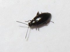 Phyllotreta nigripes