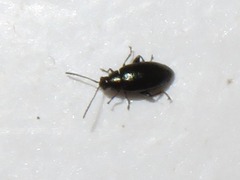Phyllotreta nigripes