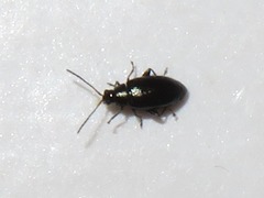 Phyllotreta nigripes