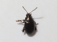 Chaetocnema concinna