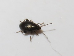 Chaetocnema concinna
