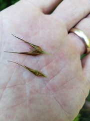 Rhynchospora macrostachya