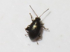 Chaetocnema concinna