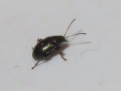 Chaetocnema concinna