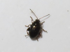 Chaetocnema concinna