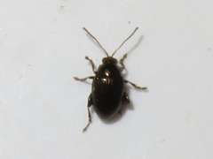 Chaetocnema concinna