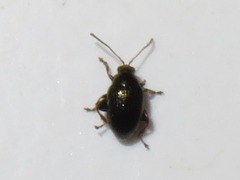 Chaetocnema concinna