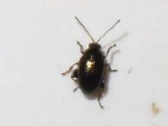 Chaetocnema concinna