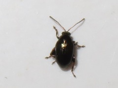 Chaetocnema concinna
