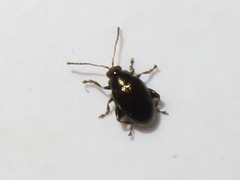 Chaetocnema concinna