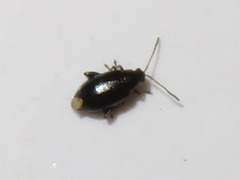 Phyllotreta nigripes